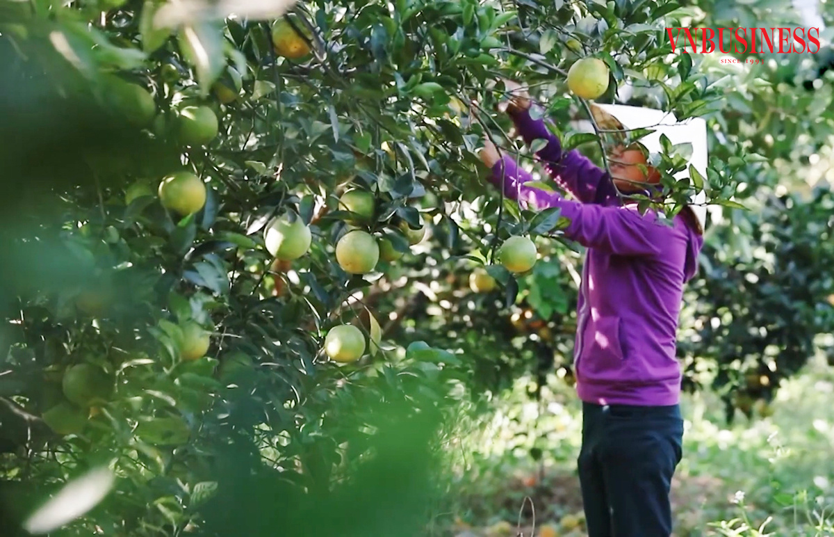 'Trái ngọt' từ những nỗ lực của hợp tác xã vùng xa ở Thanh Hóa