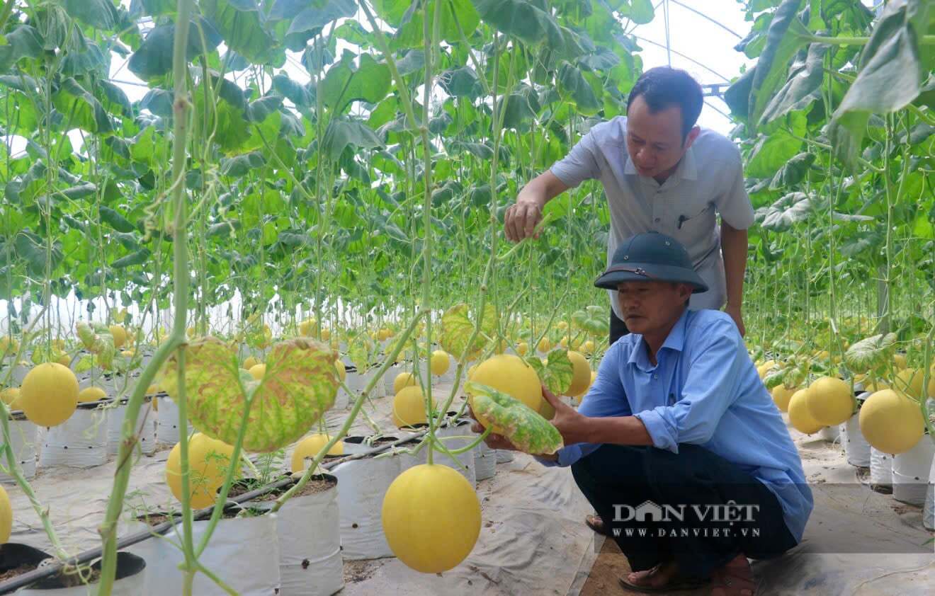 Một HTX ở Thanh Hóa "đánh liều có tính toán đâu vào đấy" khi bỏ ra 6,3 tỷ làm vườn toàn quả ngon ngọt thế này